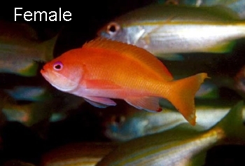  Pseudanthias townsendi (Townsend's Anthias)